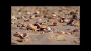 Sony NEX 5T Video Filming Test