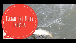 САЗАН 6кг. Рыбалка в порту Ленина г. Запорожье.