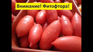 ФИТОФТОРА. ЧАСТЬ 9. КАК ОБРАБОТАТЬ ТОМАТЫ В ДОЖДЛИВУЮ ПОГОДУ? 