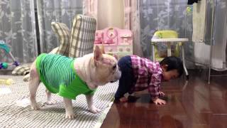 French bulldog, MIRCO #315 え？何が立ったの？