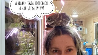 Мохноногий сыч Чучундрий пьёт водичку. Домовый Сыч Лучик не разрешает смотреть на сплюшек без него