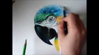Speed Draw Macaw