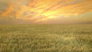 Wheat Field - Free Creative Commons particle motion background video 1080p HD