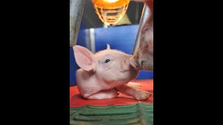 Nutrix: Neue Generation der Saugferkelfütterung_New generation of suckling piglet feeding
