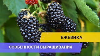 ВЫСОКОРЕНТАБЕЛЬНАЯ ЕЖЕВИКА: Павливский о достоинствах и недостатках нишевой (или уже нет!?) культуры