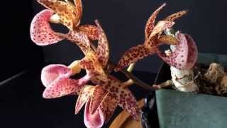 Mormodes revoluta (warscewiczii)