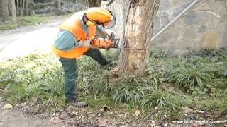 Cómo talar un árbol con motosierra / Trabajos forestales y de jardinería
