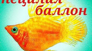 Аквариумные рыбки. Пецилия Баллон .