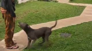 Pitbull Doberman mix Ability
