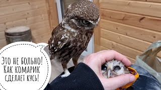 Домовый сыч Лучик помогает лечить мохноногого сыча Чучундрия. Много лекарств для маленькой совы
