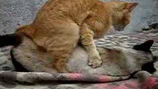 LESBIAN CAT SEX