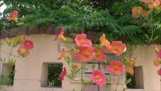 マイ ナチュラルガーデンⅡ～東京 初夏の庭～フロントガーデン～Natural garden