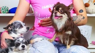 СОБАКА МИША ЗАБОЛЕЛА? Уход за собакой и лечение | Magic Family