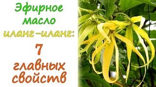 Масло иланг-иланг: 7 главных свойств