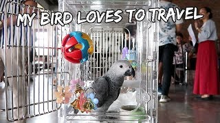 My Bird Loves To Travel | Vlog #253