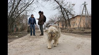 Французы в городе