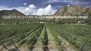 Malbec Argentino