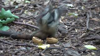 Ещё про дятла и грецкий орех / More about woodpecker and walnut