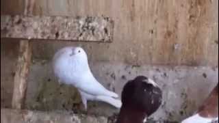 * Amazing Fancy Pigeon * Norwich Cropper Pigeons - نورويتش كروبر