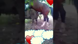 It is miracle how will this female pig resist against the penis monster of the this energetic horse