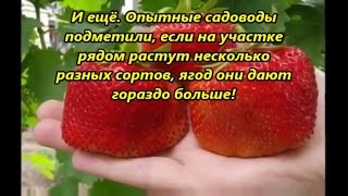 Сад и огород  СПОСОБЫ УВЕЛИЧИТЬ УРОЖАЙНОСТЬ КЛУБНИКИ