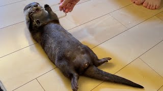 飼い主を噛んでまで気に入っていたスマホカバーを手に入れたカワウソが大はしゃぎ！The otter is so excited to get his phone cover!