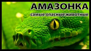 Самые опасные животные Амазонии National Geographic