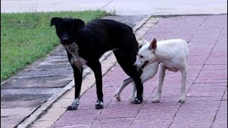 Amazing dog meeting near residence | How dog mating near residence