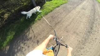 PSIKUrSowy Test Hulajnogi Kostka Hill Dog - cz I