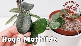 My Hoya Mathilde | Care Tips