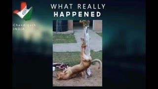 Documentary- Chandigarh Dog Cruelty Case