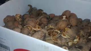 Орехокол своими руками самый простой. Spargator de nuci simplu de facut