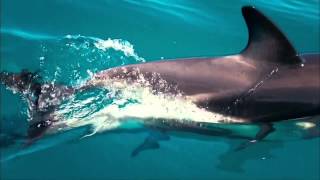 Sex in the Wild: Dolphins PREVIEW