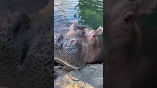 Baby Hippo Fritz Trying to Eat Lettuce - Cincinnati Zoo #shorts