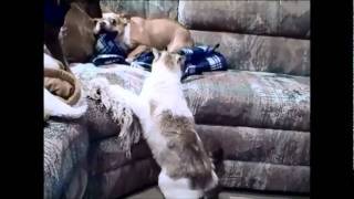 French bulldog scared of the cat - original video not edited
