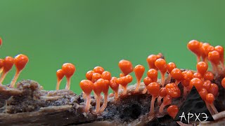Владимир Гмошинский| Миксомицеты – ваши скромные соседи