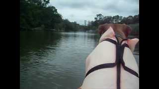 Pit Bull Rockys first kayak ride