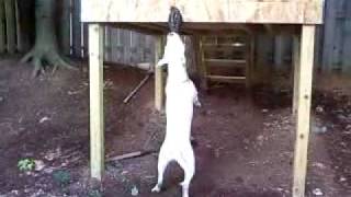 The power of a pitbulls lock jaw