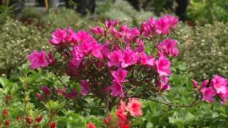 Visita al Vivero