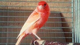 Красные Канарейки.Canary Singing