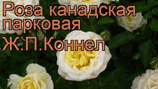 Роза канадская парковая Ж.П.Коннел (j.p.connell) ? обзор: как сажать, саженцы розы Ж.П.Коннел