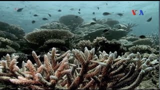 Rạn san hô Great Barrier đã thích nghi với nhiệt độ nước biển tăng