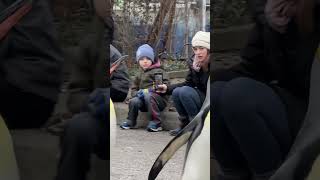 1st Penguin Parade 2023 - Cincinnati Zoo #shorts