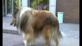 Колли порода собак Dog Collie рабочие собаки активные выносливые