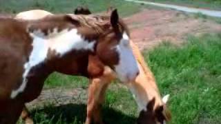 gay horse