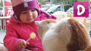 ✿ Разговор с Котиком и Кроликом Играем на Детской площадке Playground Fun Play Place for Kids
