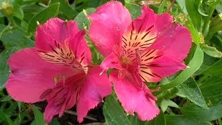 Giglio degli Incas (Alstroemeria)