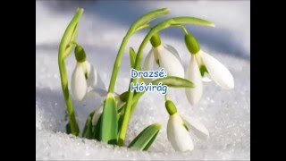Drazsé: Hóvirág