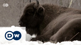 Romania: Bringing back the bison | Focus on Europe