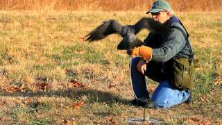 Huntin' with Hawks
